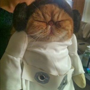 Meet your Posher, Pey